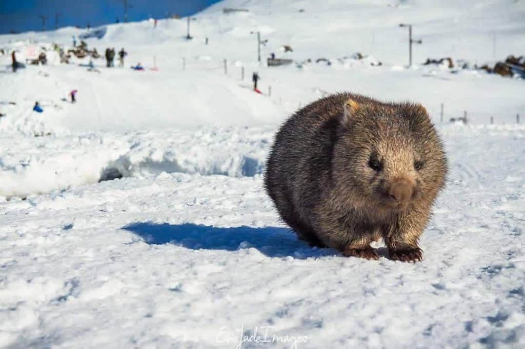 Wombat in the snow at Ben Lomond Alpine Resort